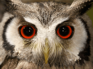 Thumbnail image for 2015-27-February-wise-owl.png