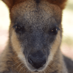 Technology-Assisted Review in Australia: Discovering The Future