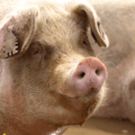 This PIG – Predictive Information Governance – Is Starting to Fly
