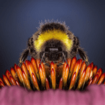 Data Security: Thinking About Bugs