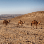The Great ESI Sales Exodus