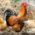 TAR for Smart Chickens